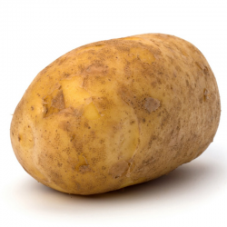 COMMON POTATO