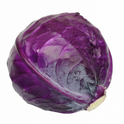 CABBAGE PURPLE