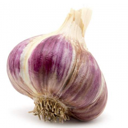 PURPLE GARLIC