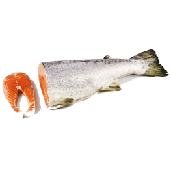 WHOLE SALMON FROM 6 TO 7 KG