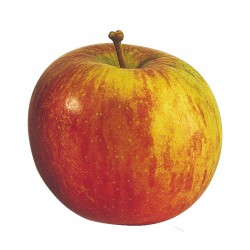 MANZANA FUJI