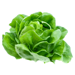 LECHUGA TROCADERO UNIDAD