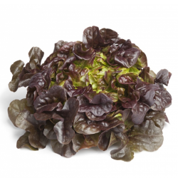 LECHUGA HOJA DE ROBLE UNIDAD